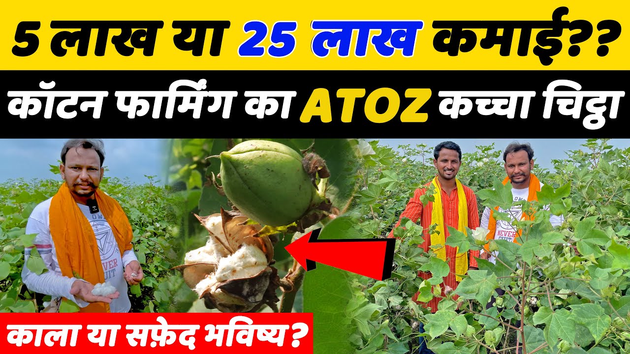कपास की खेती कब और कैसे की जाती है🤔Cotton Farming in India ft. @cropsinformation | Indian Farmer