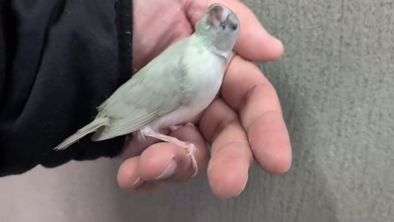シルバーコキンチョウ ヒナ 手乗り LOVEBIRDFUKUOKA(ラブバードフクオカ)2026.1.6