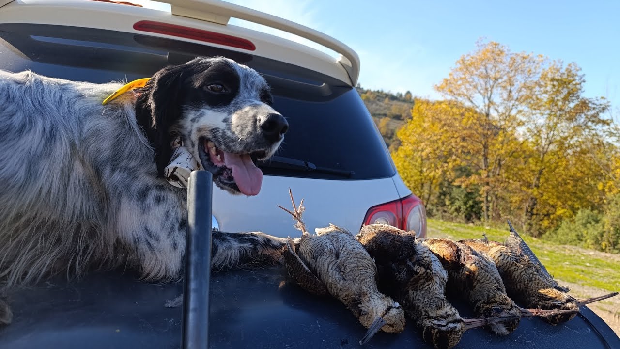 2025-2026 ZONGULDAK &Ccedil;ULLUK AVI PART 2 #setter #beccacia #&ccedil;ulluk #hunting  #woodcock #&mu;&pi;&epsilon;&kappa;ά&tau;&sigma;&alpha;