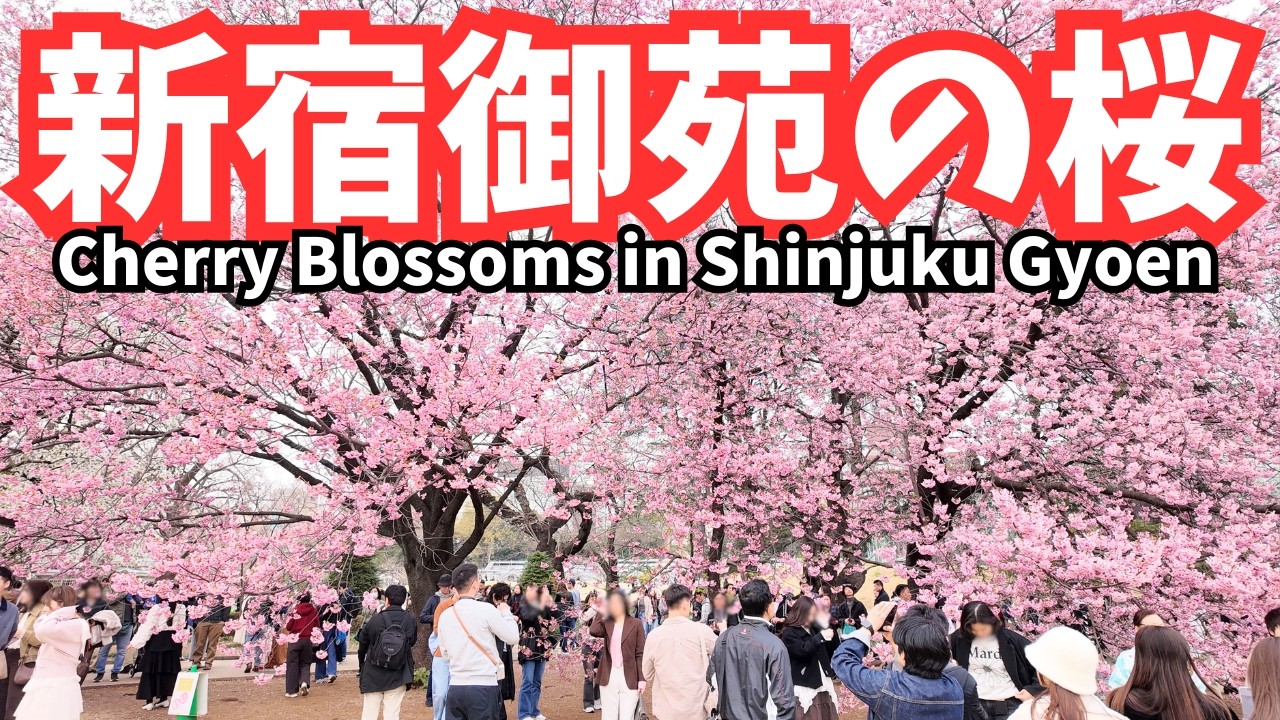 【速報】新宿御苑の桜が開花！日曜はすごい人&hellip;来週はもっとすごい！？4K60p Shinjuku Gyoen Sakura Bloom! Even busier next week!?