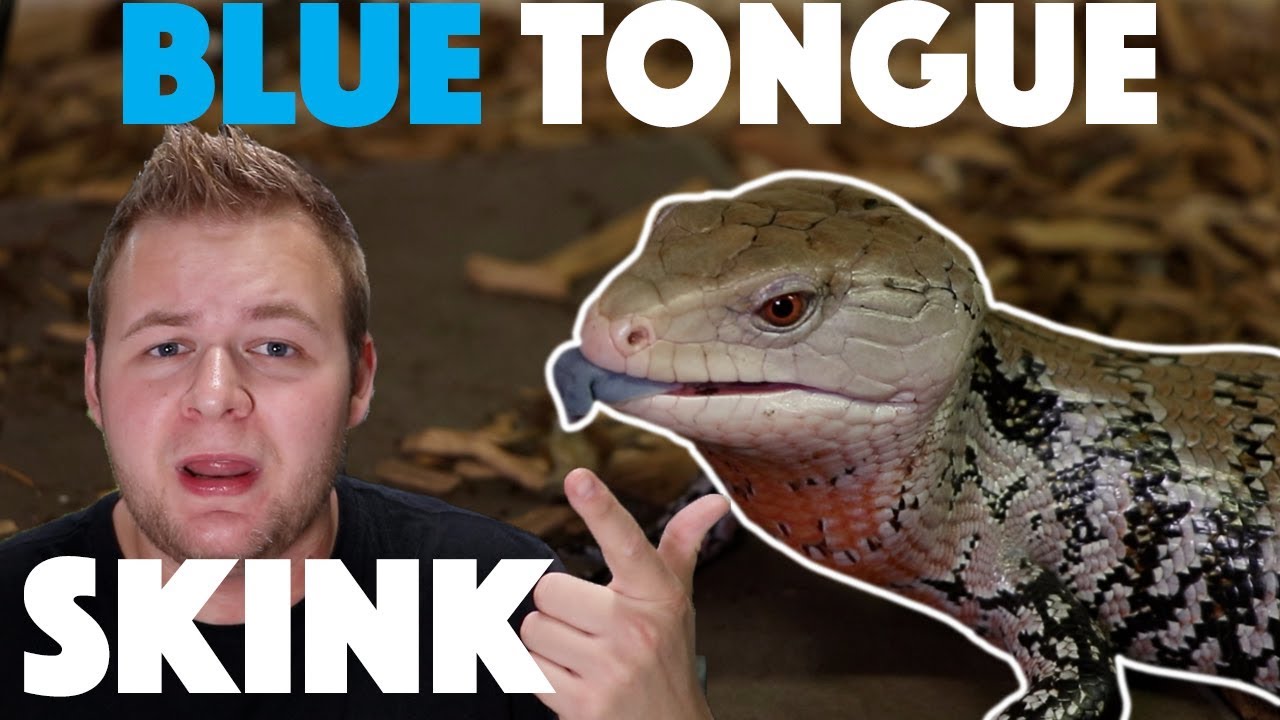 Blue tongue Skink care! (Herp highlight)