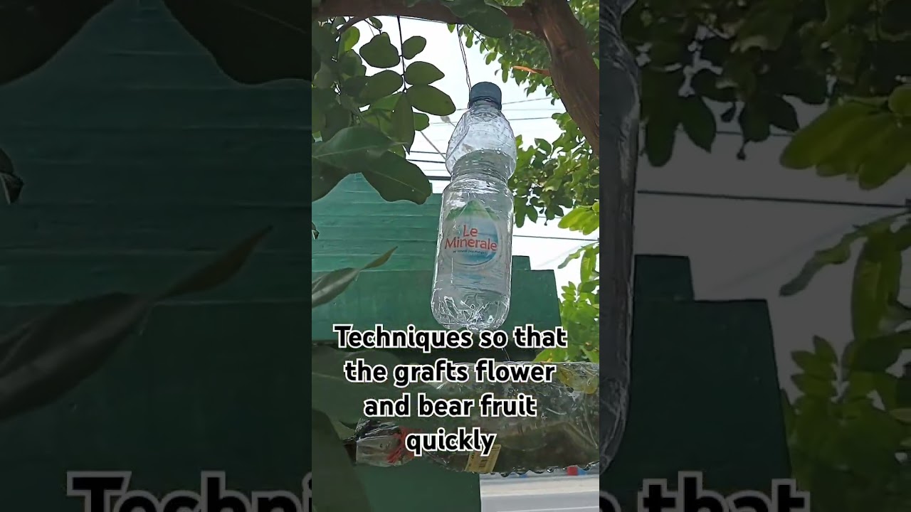 @Techniques so that the grafts flower and bear fruit quickly#gardening #berkebun #shorts