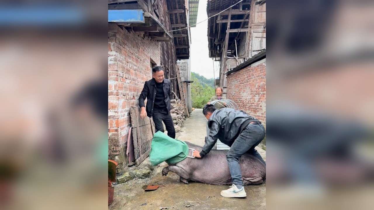 猪牙、猪毛、猪眼神都要仔细看！完美避开“科技与狠活”，这才是真土货。