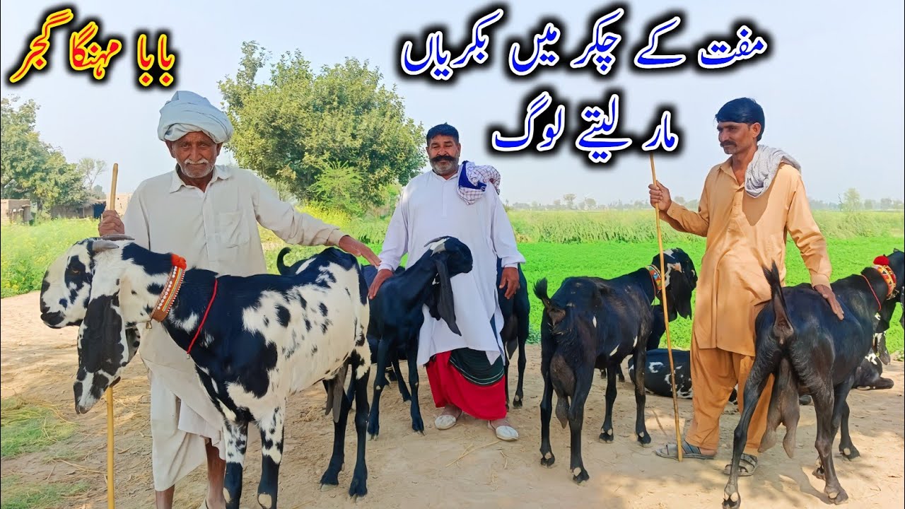 Top Class Amritsari Milking Goats Of Baba Mehnga Gujjar Of Pakptan || Beetal Bkryan || Goat Farming