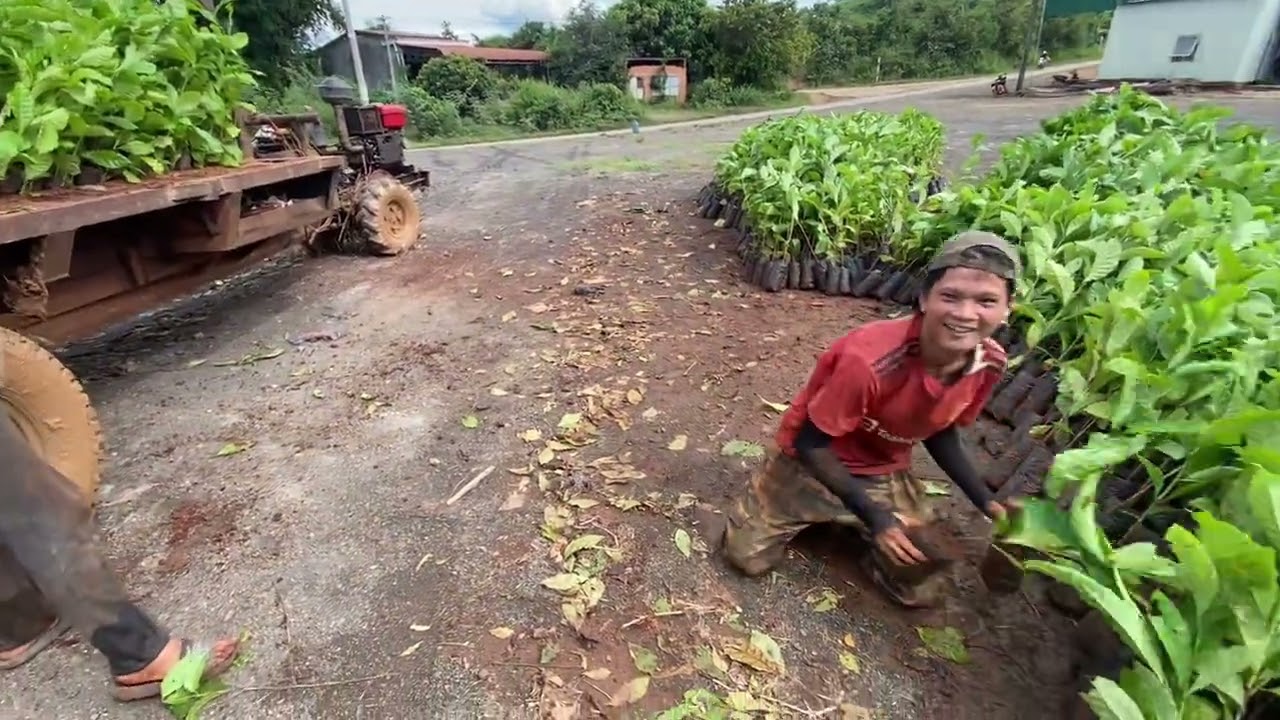 1 Ngày đi làm cùng ae Farm | Chở cây cà phê trồng trên đất dốc taly #càphê #2025 #FarmNguyenlong