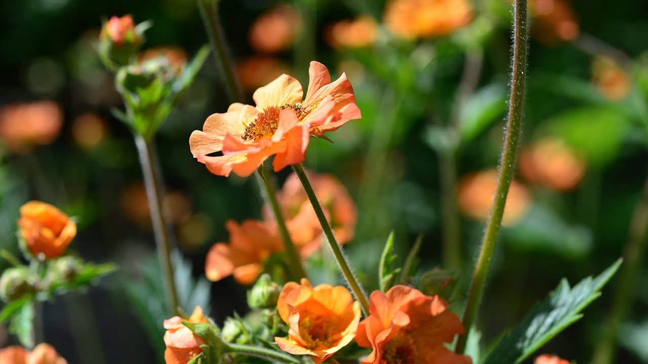 Geum (Geum ‘totally tangerine’)