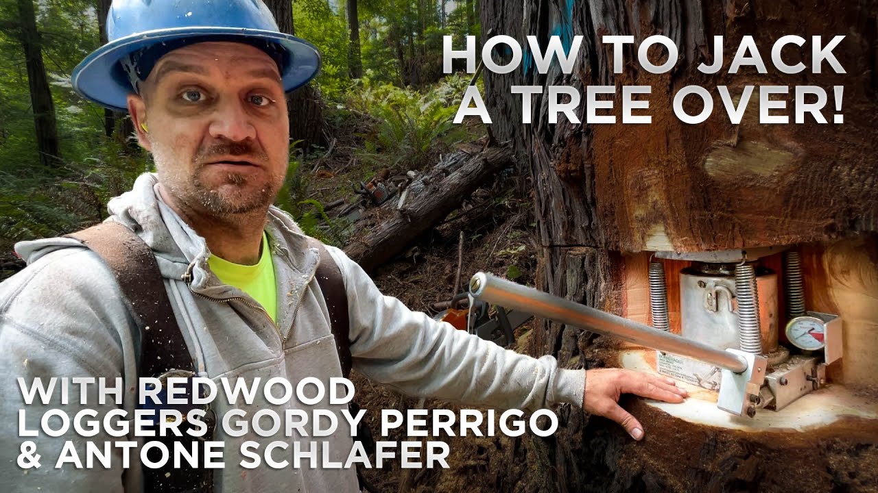 How To Jack A Tree Over!