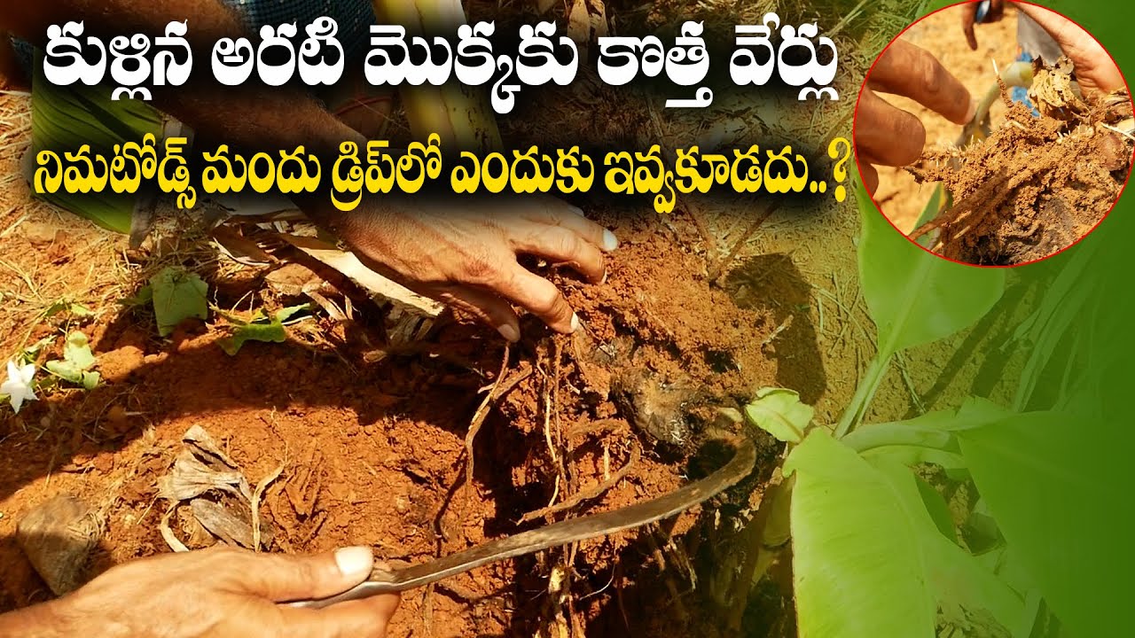 E103 | తోట తీసేయమన్నారు. నిమటోడ్స్‌ మందు వాడాక అదే తోట నిలబడింది | Nematodes Solution | @GramaBazaar