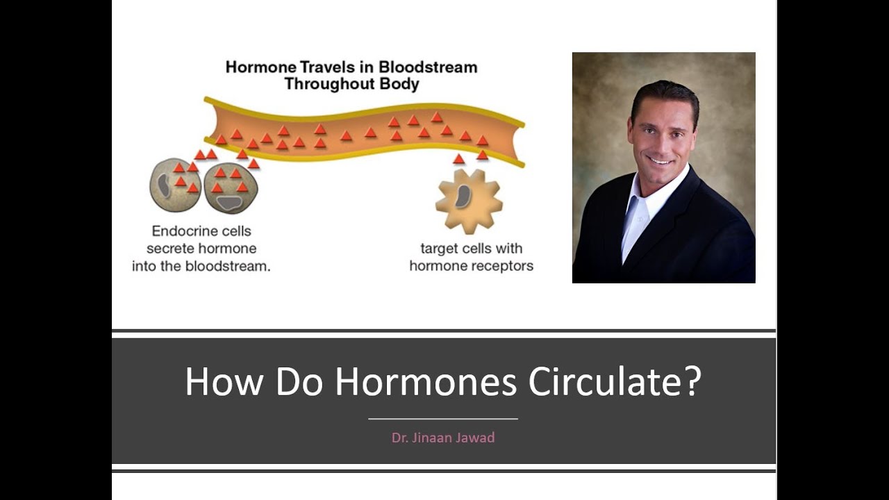 How  Hormones Travel Throughout The Body?