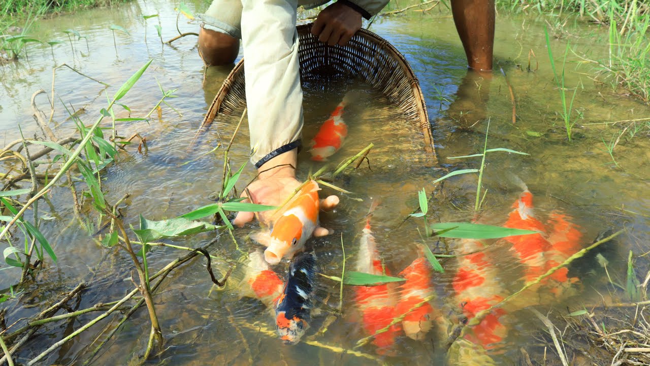 Catch Up Beautiful Japan Wild Koi Fishes - Finding Catching Koi Fishes
