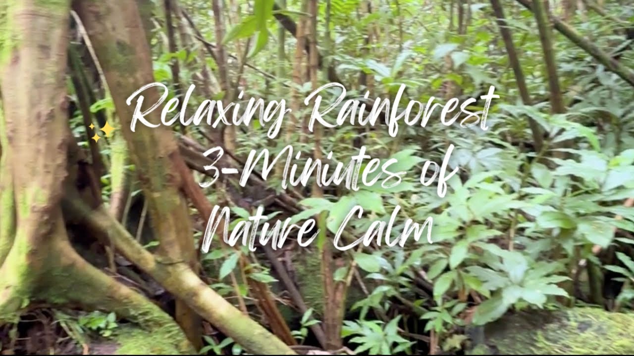3 minutes of relaxing rainforest sounds and birdsong.