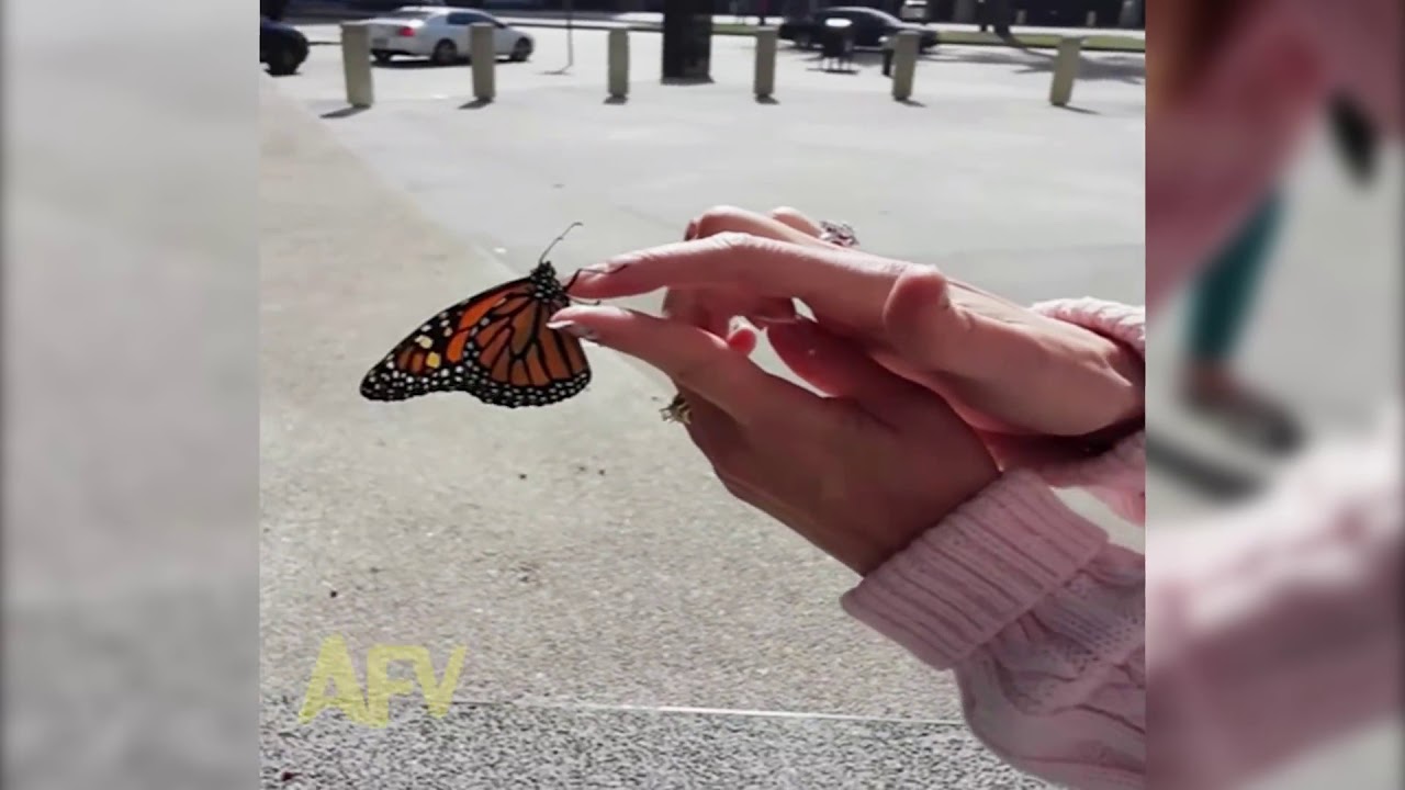 Butterfly Rescue Goes Horribly Wrong