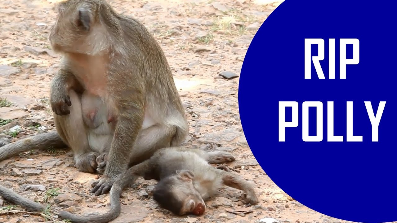 Popeye still not abandoned her dead baby, monkey mother cry to her beloved baby passed away
