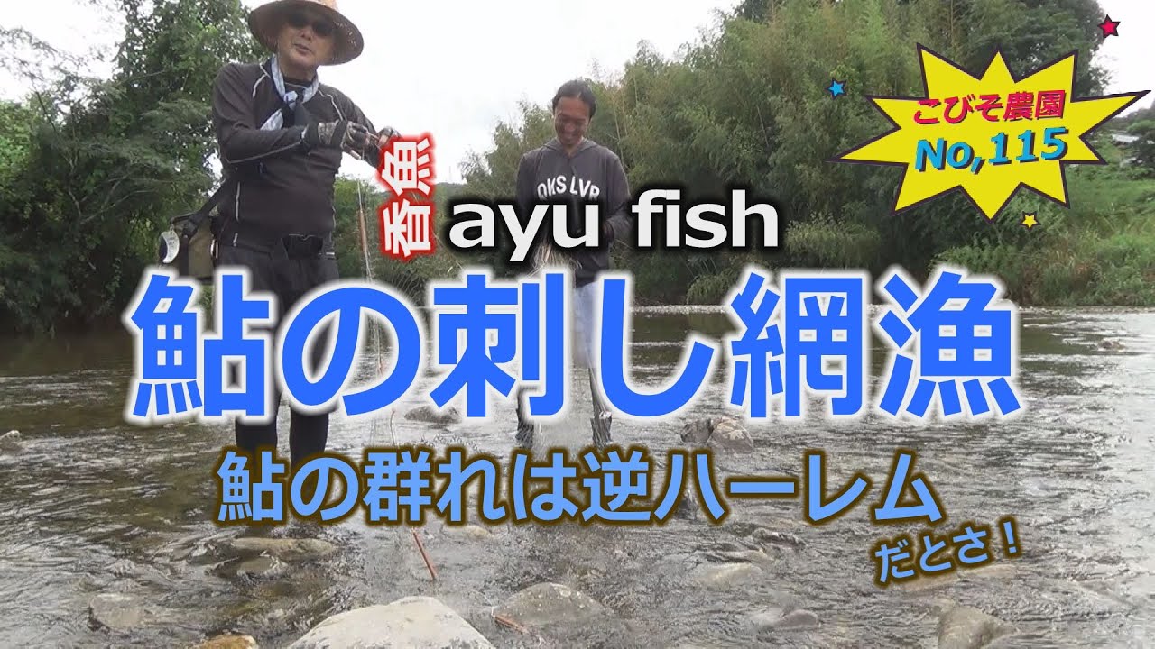 鮎の刺し網漁 こびそ農園 No,115
