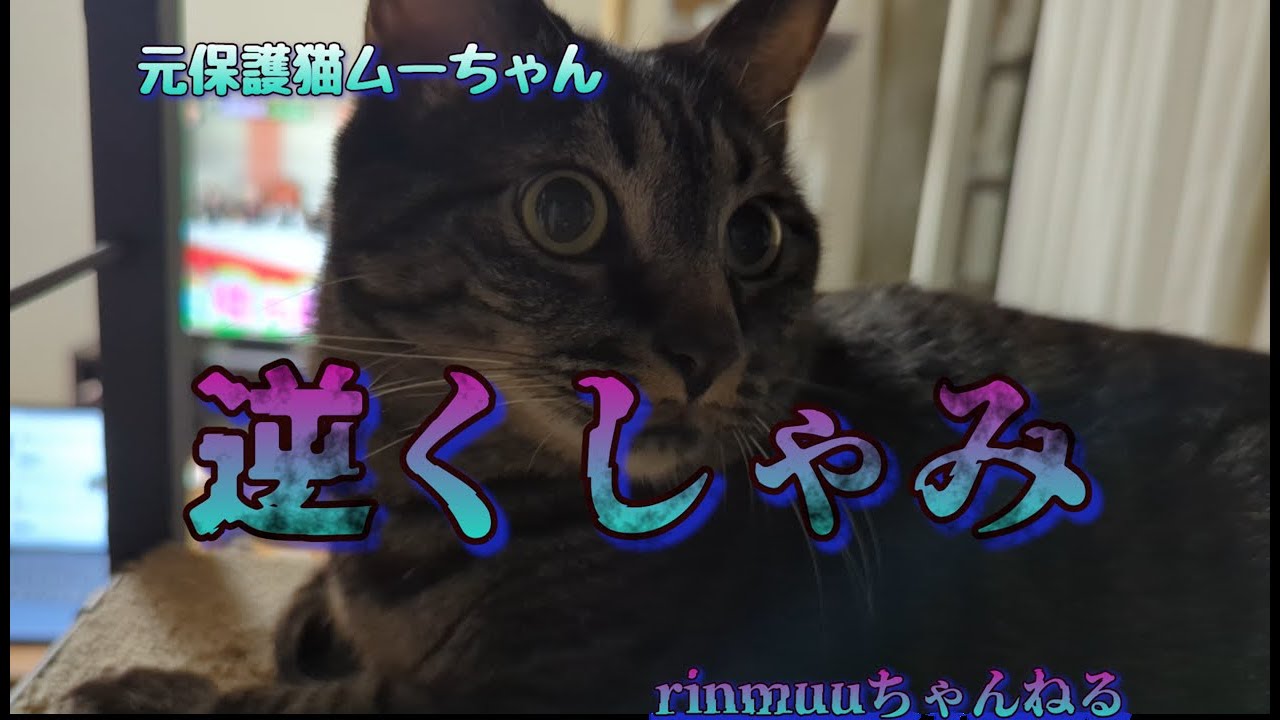 久しぶりの逆くしゃみ