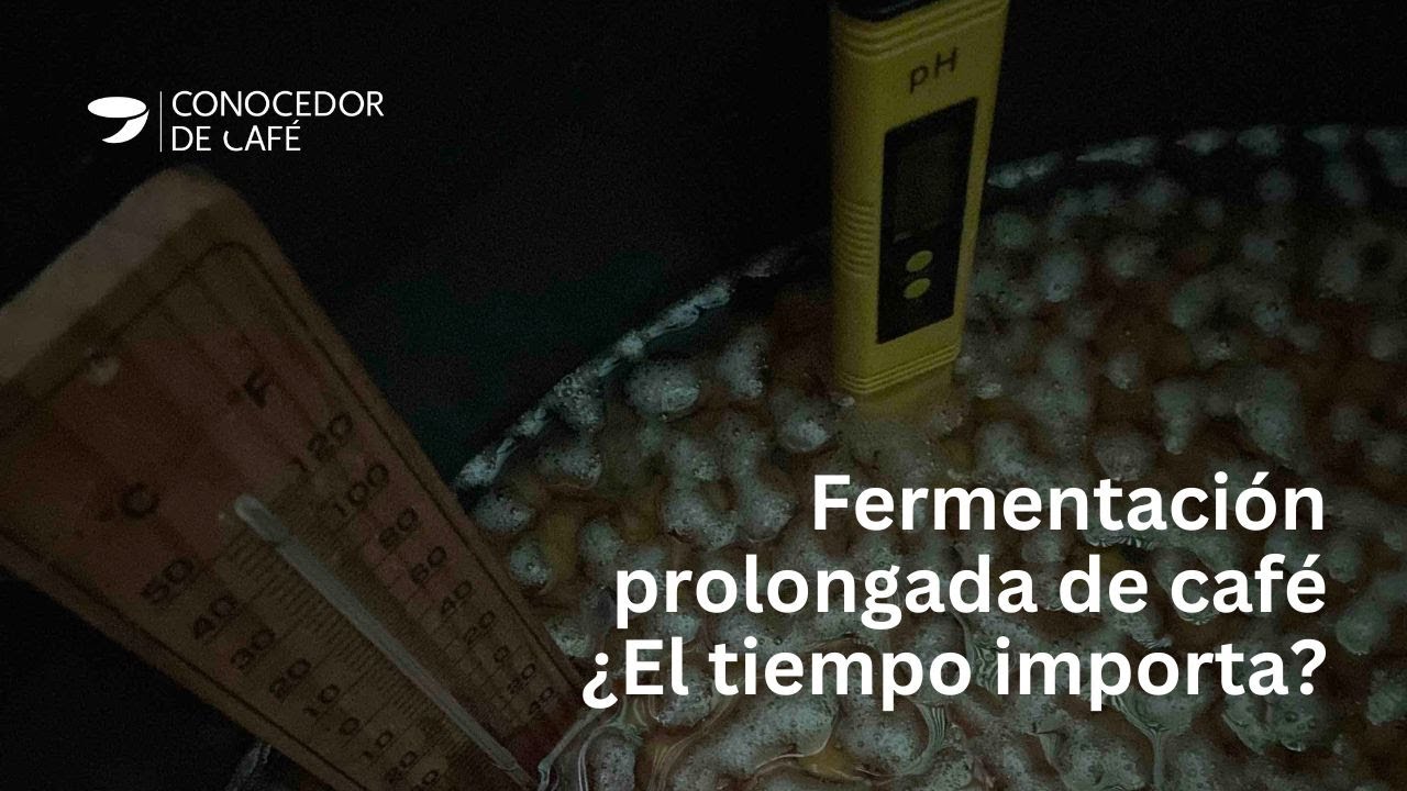 ¿La fermentación prolongada de café mejora realmente los resultados en el perfil sensorial?