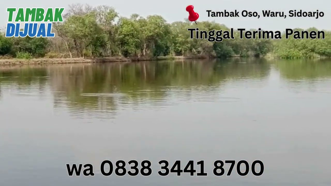 Tambak Bandeng & Vaname Tinggal Terima Panen