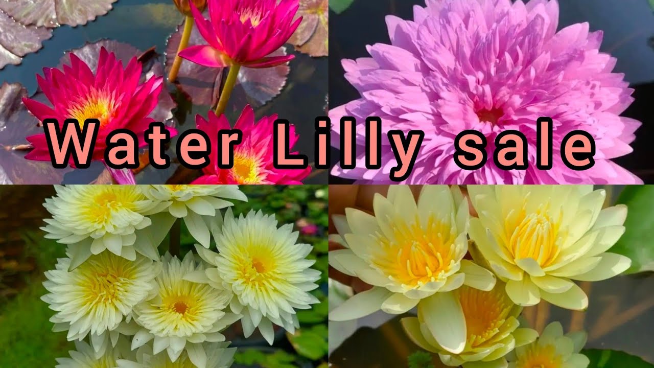 Waterlilly sale 7012407394