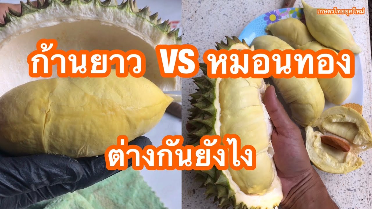 Ep.247 ทุเรียนก้านยาว VS หมอนทอง  รสชาติต่างกันยังไง