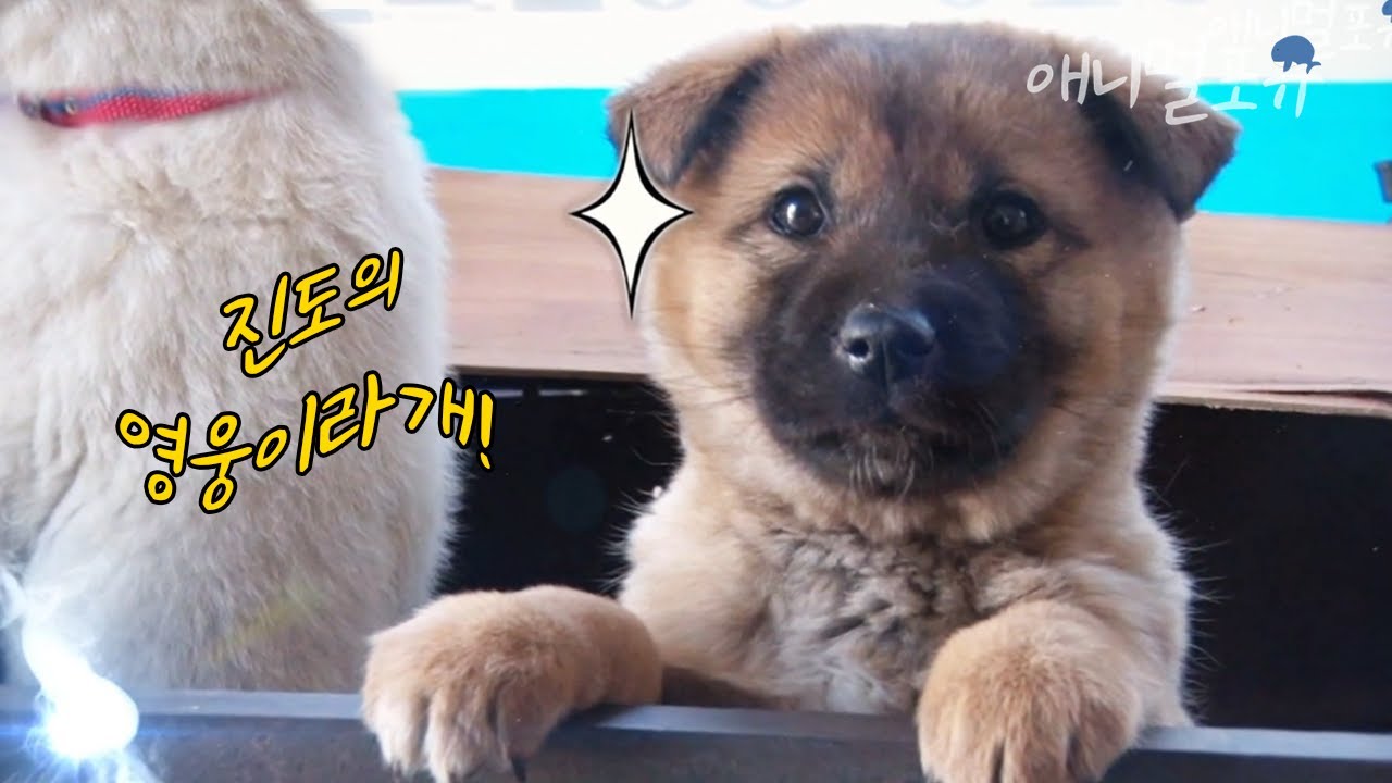 사라진 제작진을 구출하라..! 과연 천재견 진돗개는 성공할 수 있을까?!｜KBS 생활의 발견 180206 방송