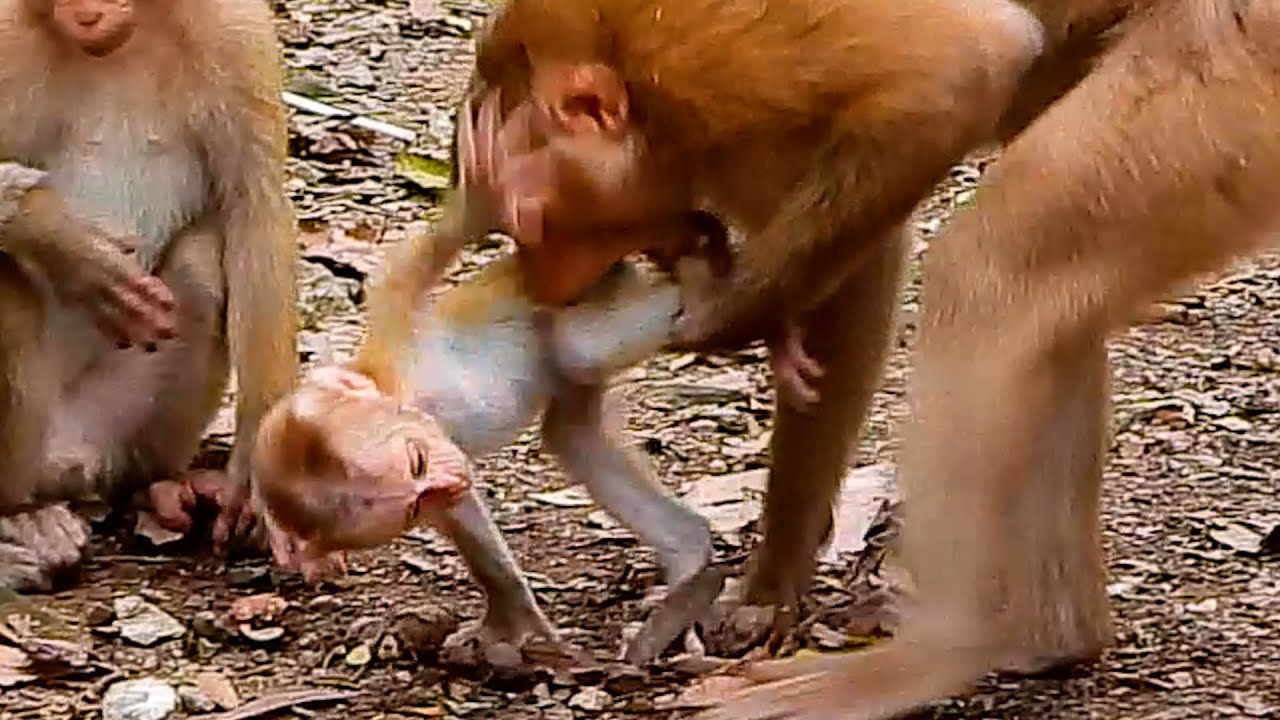 Nice Clip ! Many Monkeys Love A Cute Smart Little Baby Monkey.
