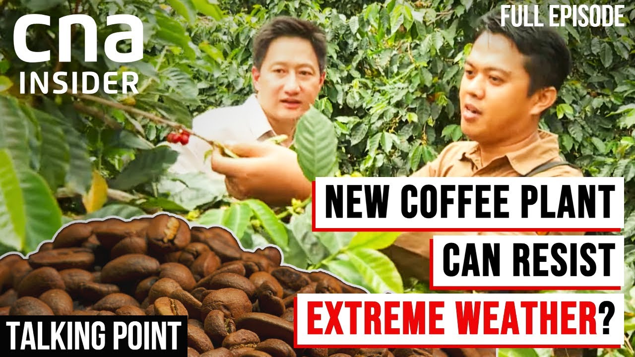 Will This New Breed Of Coffee Plant Mean Cheaper Coffee? - Part 2/2 | Talking Point | Full Episode