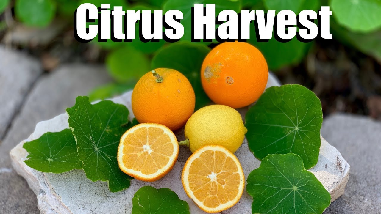 Citrus Harvest  of Oranges and Lemons, 3 Citrus Harvest Readiness Clues & Taste Test! 🍊🍋