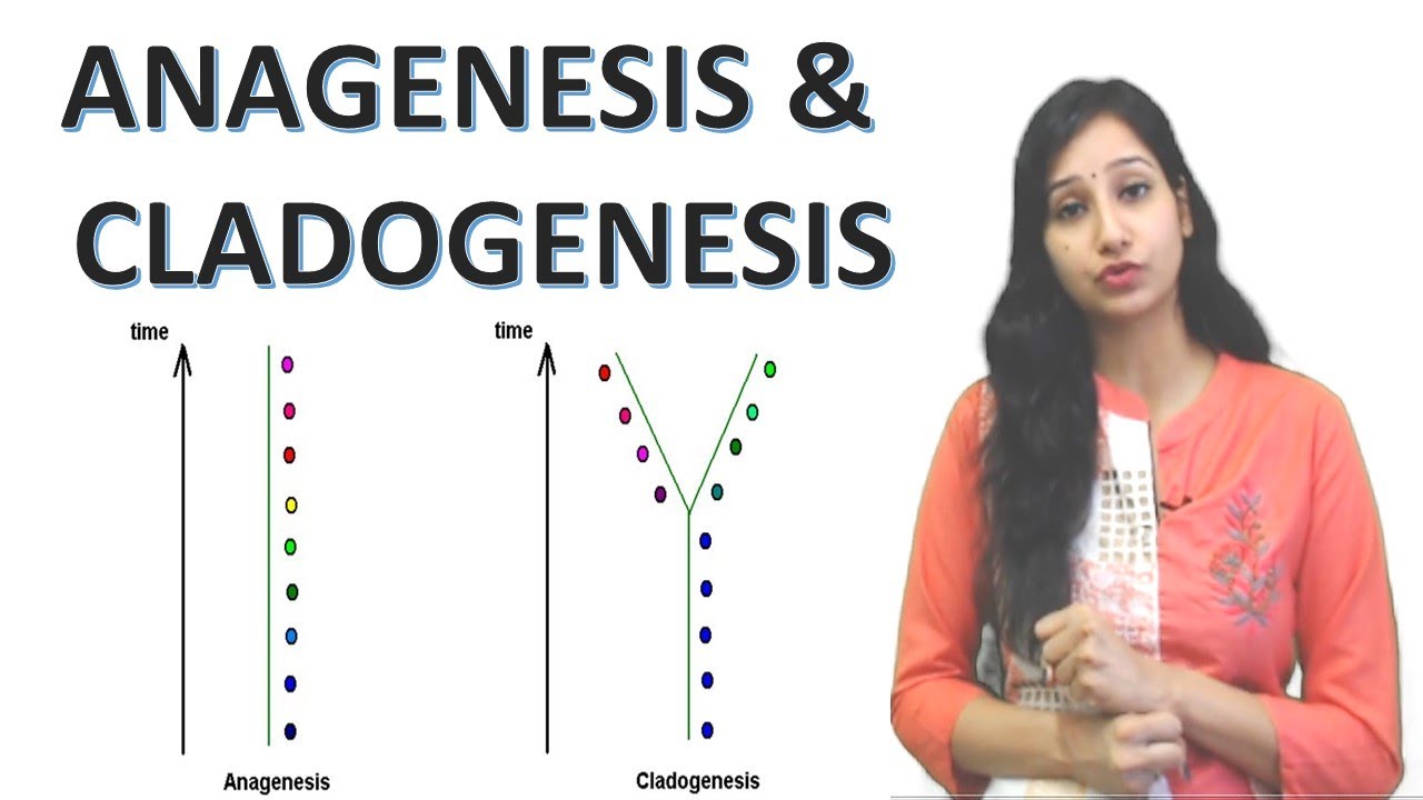 Anagenesis and Cladogenesis I Speciation I Evolution I Lamarckism and Darwinism
