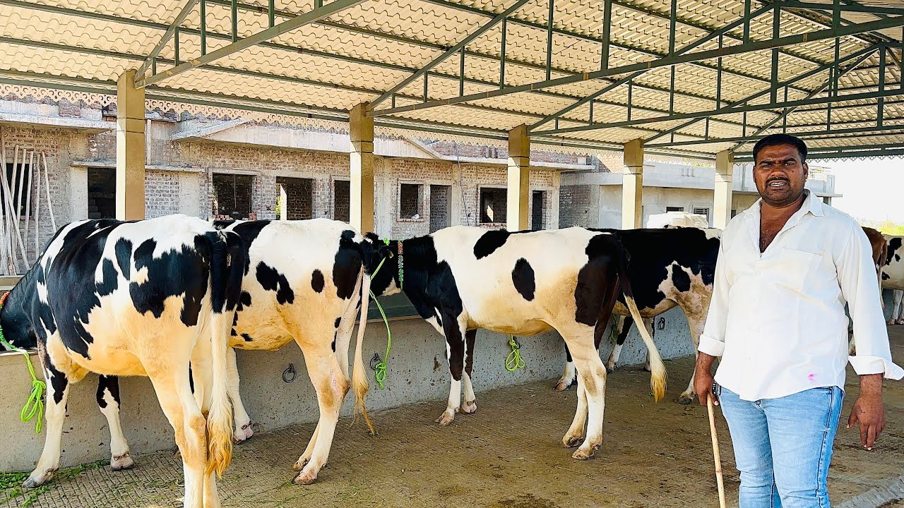 ऑनलाईन खरेदीदरांसाठी-ऑफर ऑफर टॉपच्या बारा गाभन कालवडी,दोन सट केले आहेत प्रत्येक सट ची ऑफर व रेट.