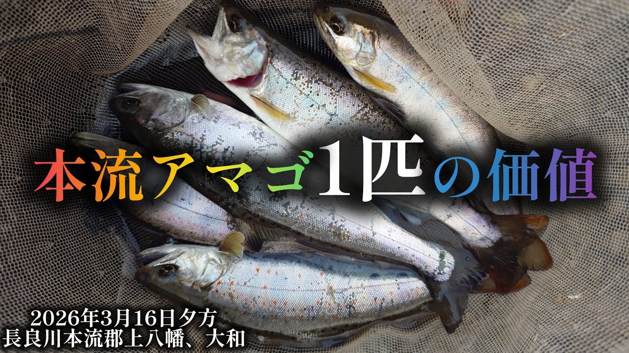 本流アマゴ1匹の価値　2026年3月16日夕方長良川本流郡上八幡、大和