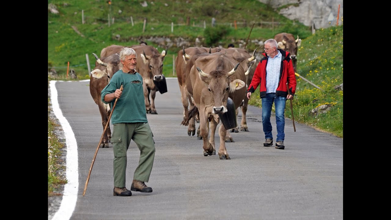 Alpfahrt 2020 Urnerboden