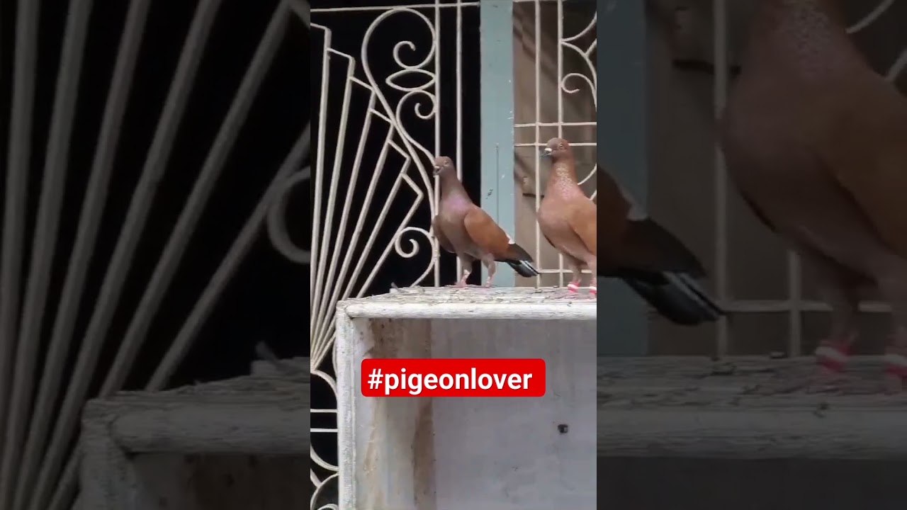 #Agra Kabutar Wala I Breeder Pigeon l agra ke kabootar #pigeonlover #viral #shorts #trendingshorts