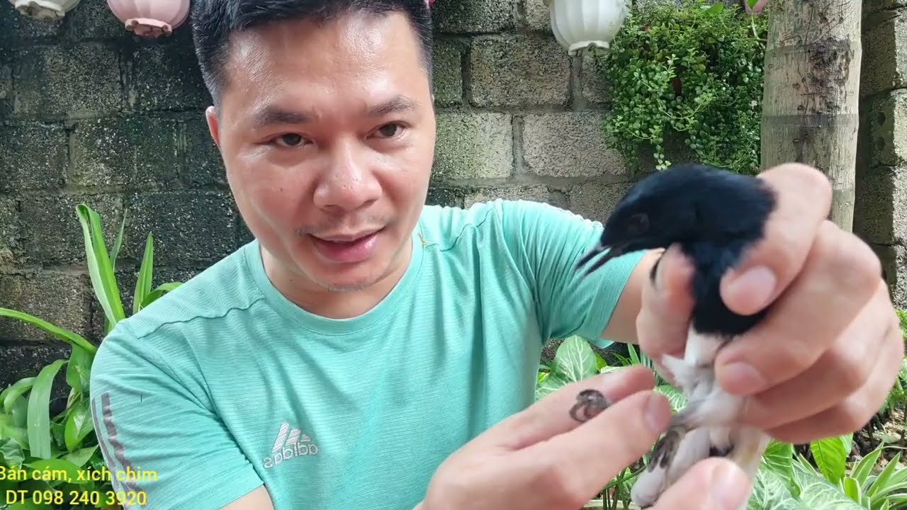 cách tuyển chọn //chòe than bổi //đạt chuẩn ***