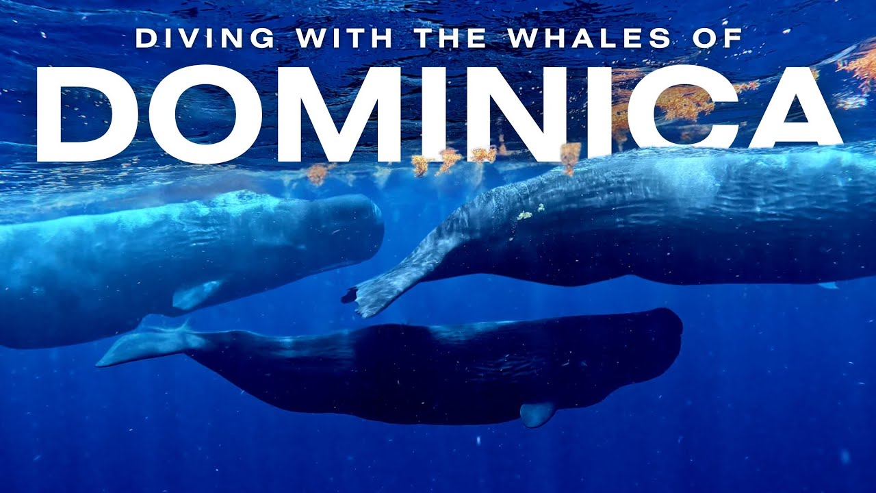 Diving with Sperm Whales | Dominica