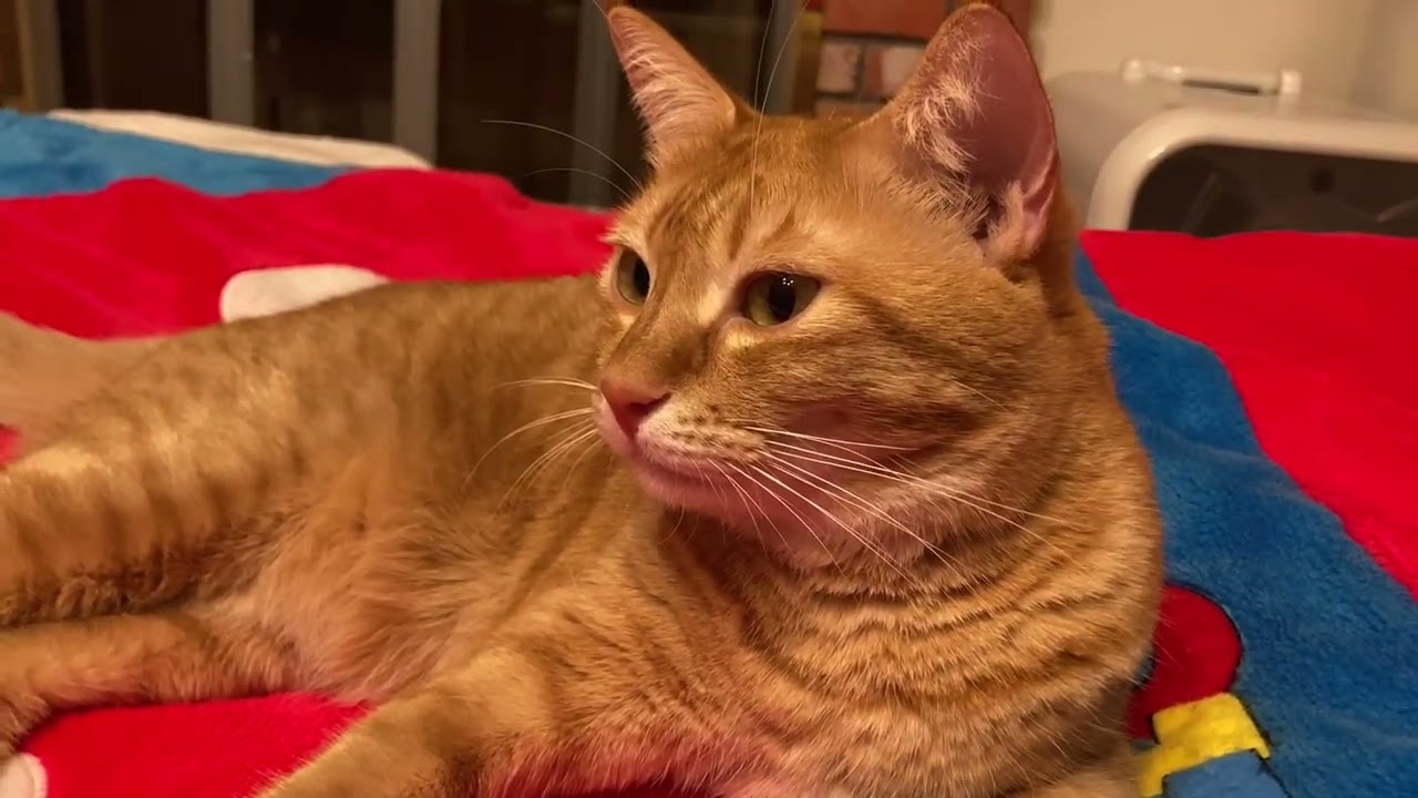 🐾ベティちゃんのグルーミングタイム✨3にゃんはまったりお昼寝中&hellip;癒しの日常😻💖