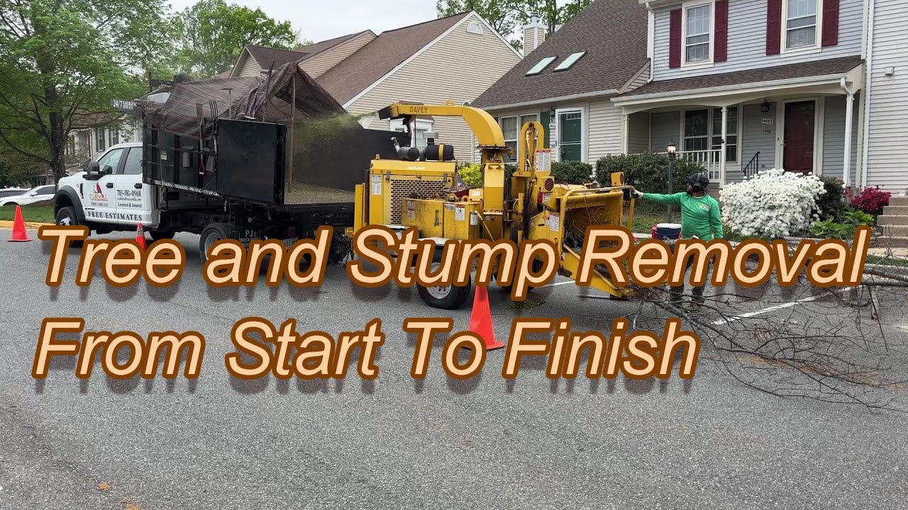 Tree & Stump Removal Start to Finish