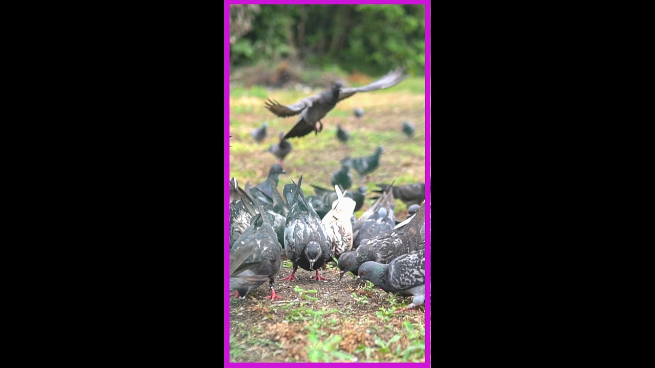 Amazing Sound Of Pigeons | Feeding Time #shorts