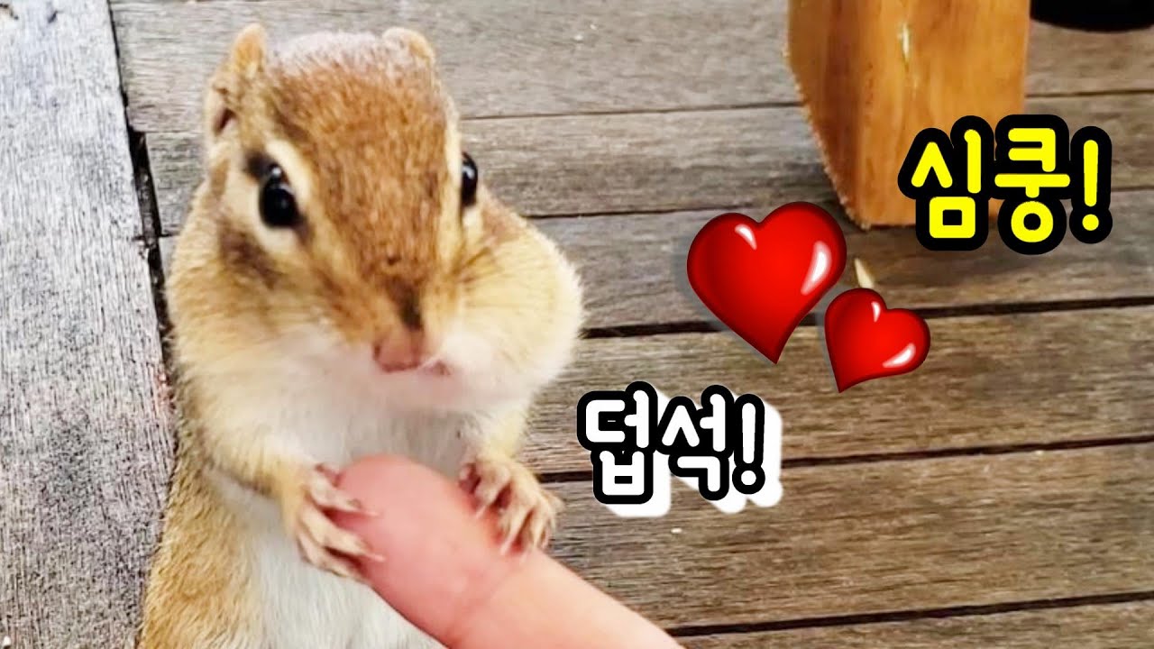 가장 사랑스러웠던 순간을 보여준 다람쥐 쳐키 Most Adorable Moment With Chipmunk Chucky