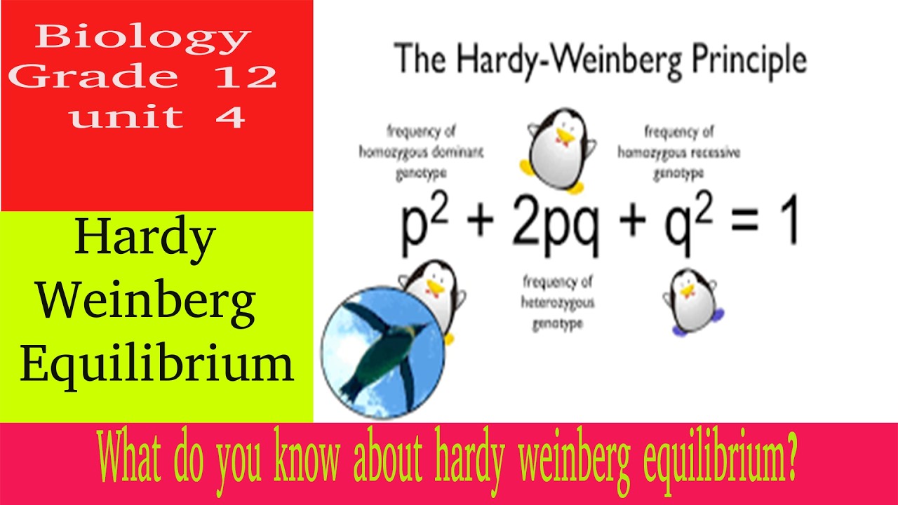 Biology Grade 12  unit 4 | lesson 14 | hardy weinberg equilibrium | Teacher Melaku