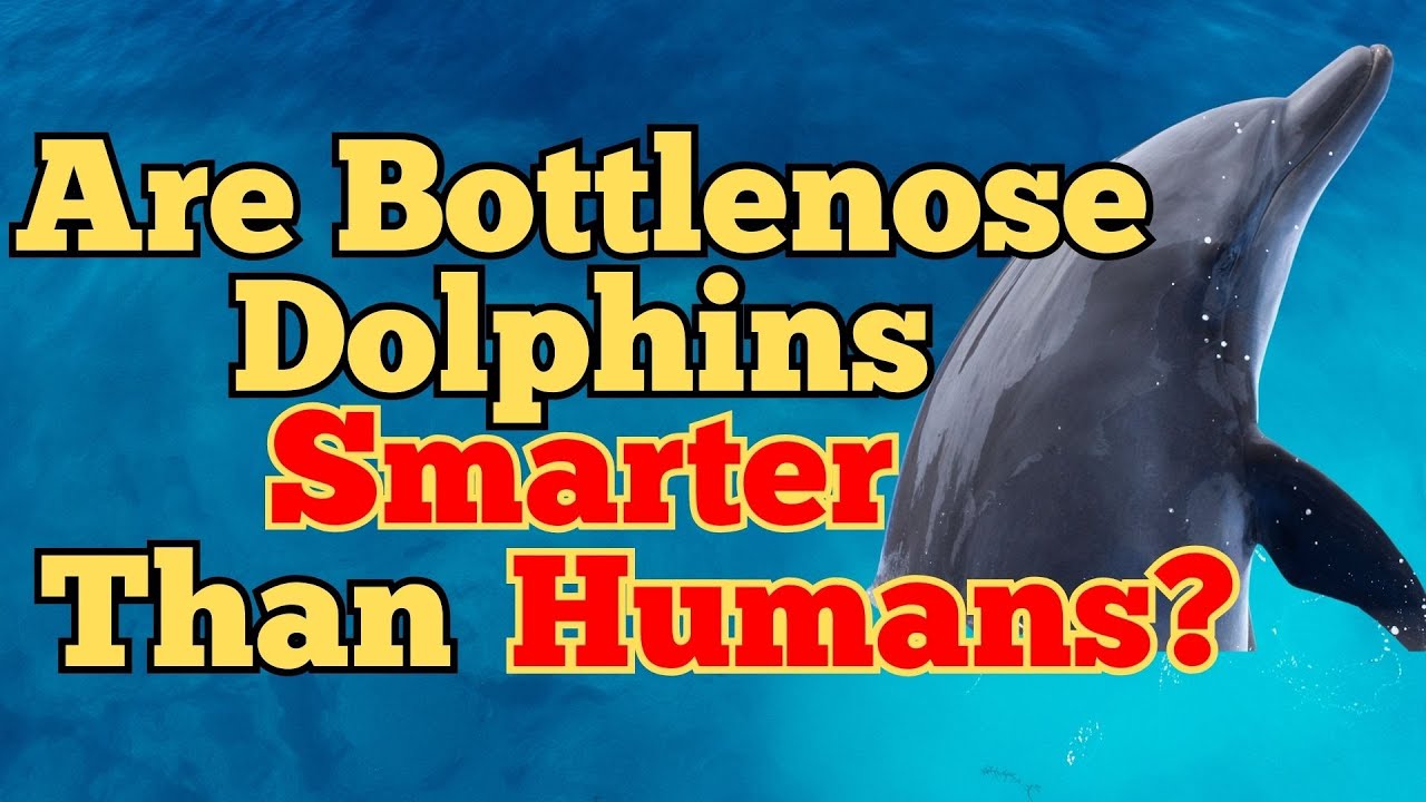 Underwater Einsteins: Just How Smart Are Bottlenose Dolphins?