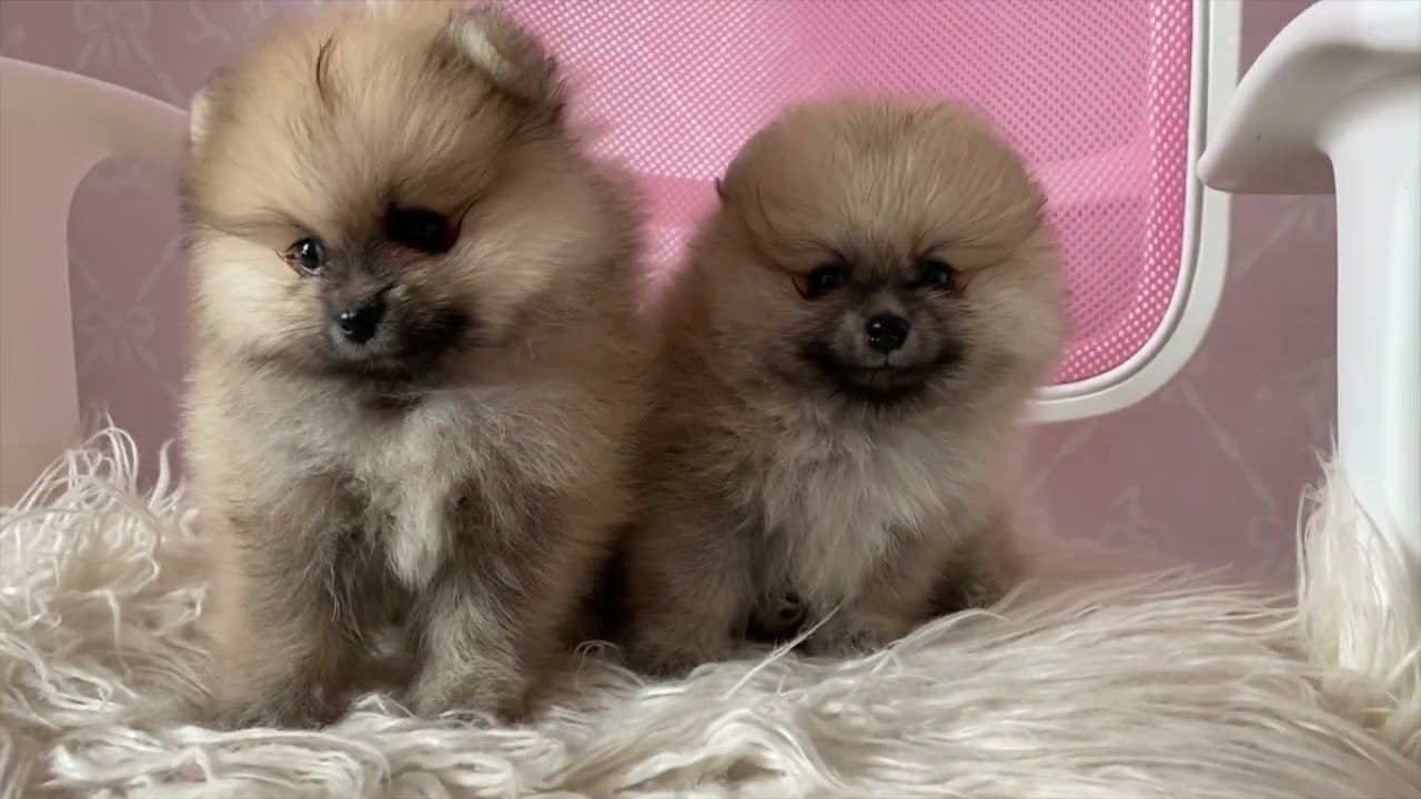 Children's music and puppies for playtime music Happy Ambience Kid friendly background music