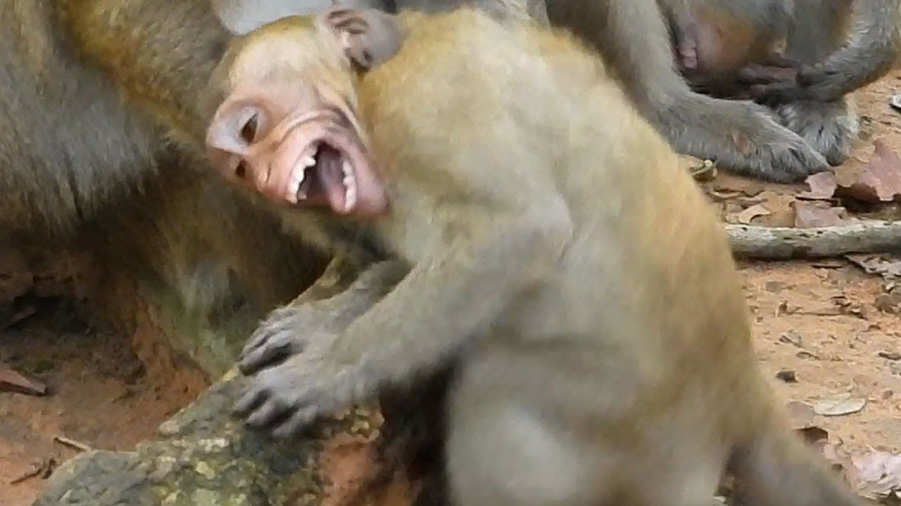 Extremely cry angry mom refuse milk, Little Dito cry by shaking act angry no milk