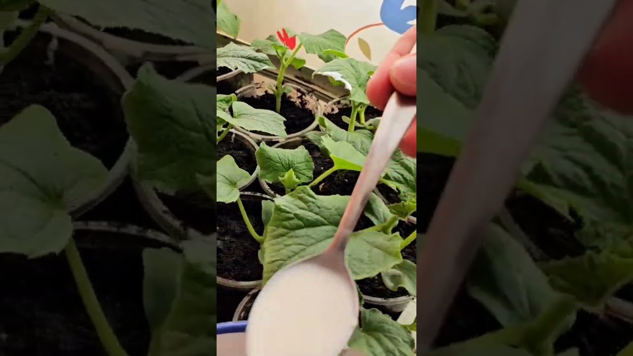 #fertilizerforplants #liquidfertilizerforvegetableplant #cucumberfertilizer #milkfertilizerfortomato