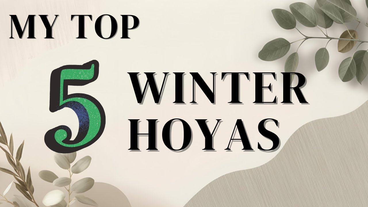 Winter Hoya Collection Tour: My Top 5 Thriving Plants