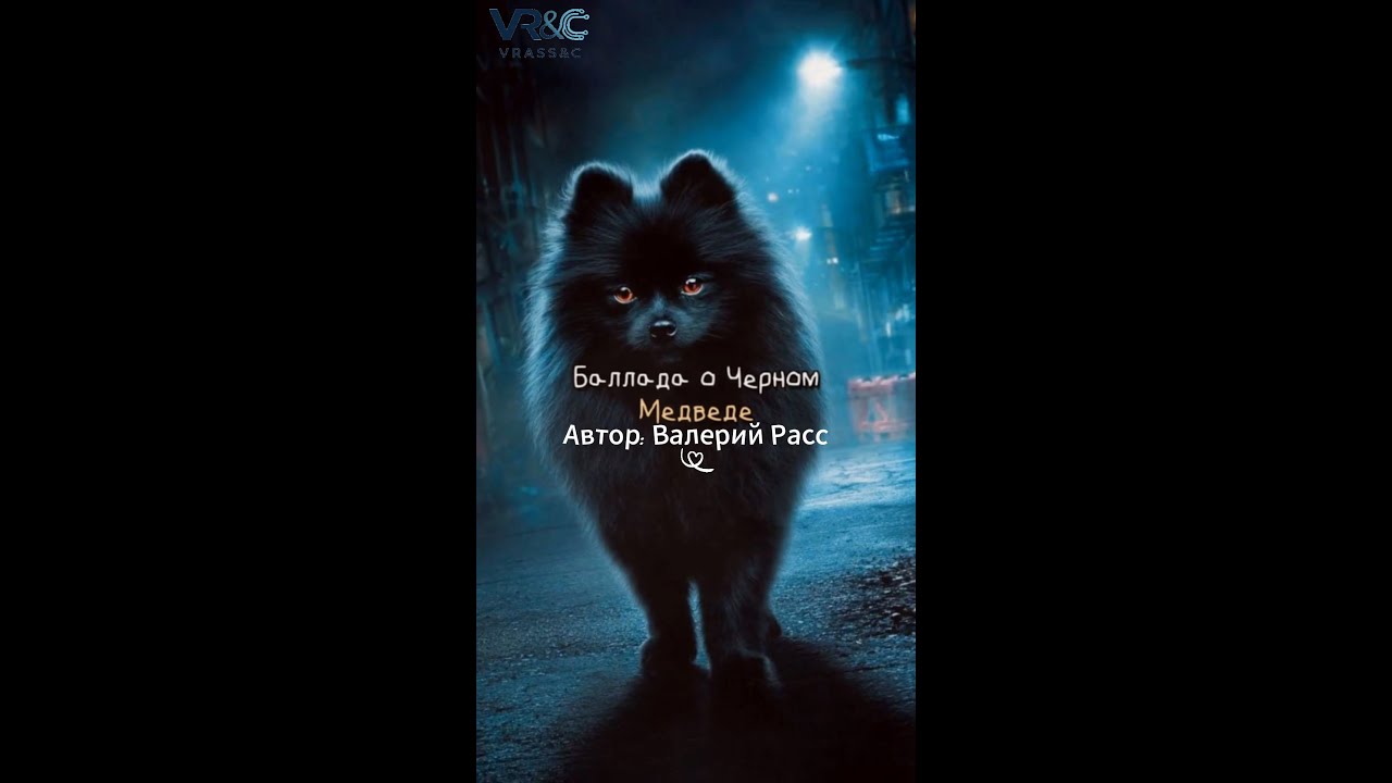 Шпиц Чёрный медведь