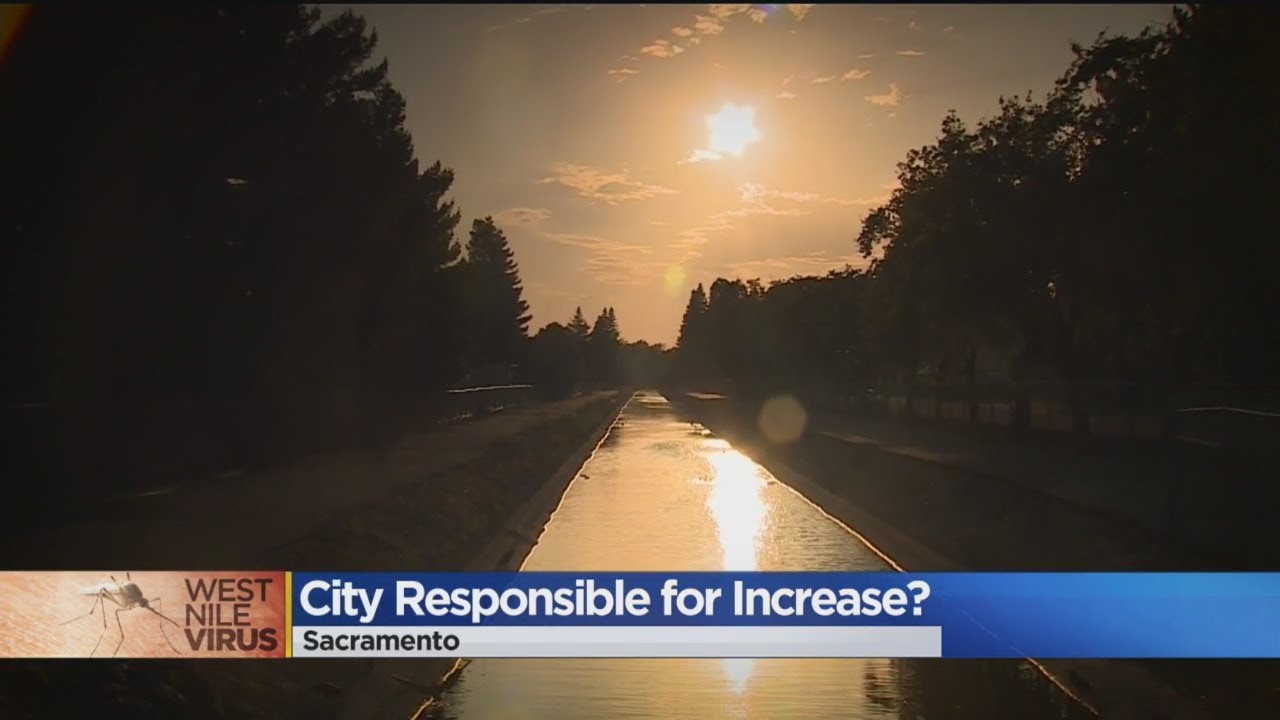 City Possibly Responsible for Increase in Mosquito Activity