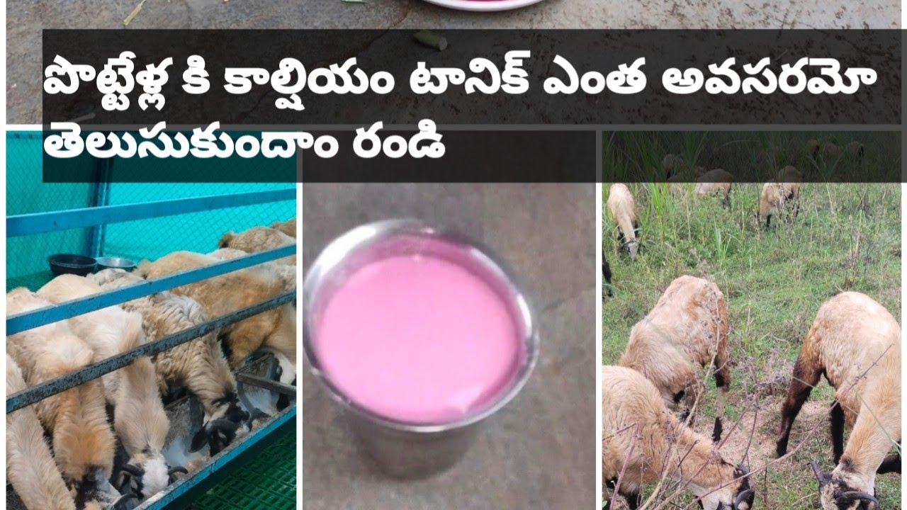 పొట్టేళ్లకి calcium tonic ఎలా ఇవ్వాలో  ,ఉపయోగాలు ఏంటో చూద్దాం రండి# calcium tonic uses #viral video 