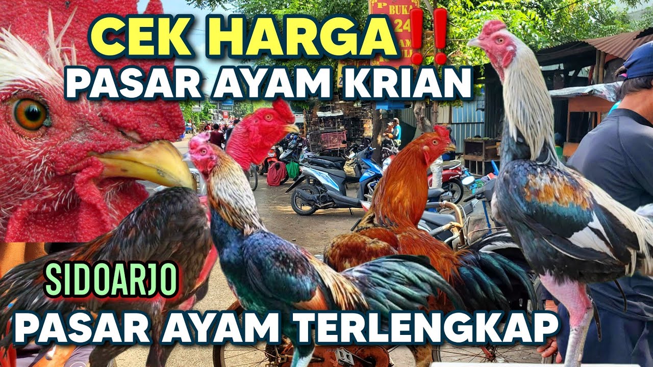 CEK HARGA‼️ PASAR AYAM KRIAN SIDOARJO | PASAR KRIAN SIDOARJO | PASAR BURUNG KRIAN #pasarayam #krian