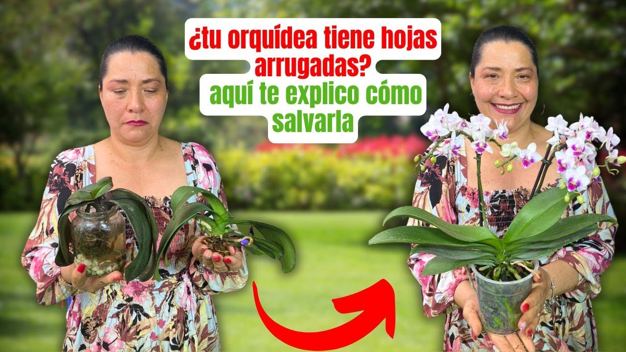el síndrome de orejas de elefante en orquídeas qué es y cómo remediarlo