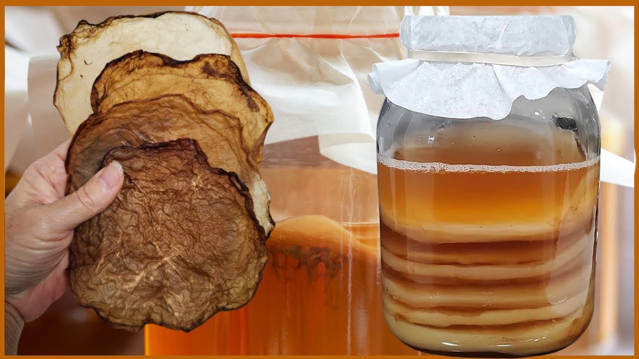 Can you use a dehydrated SCOBY to brew? | why to dehydrate a SCOBY